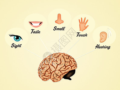 五个感官插图药品鼻子听力眼睛身体耳朵健康背景图片