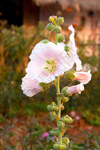 美丽鲜花背景纺织品植物群艺术花束婚礼插图白色红色植物花园图片