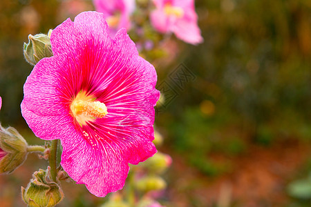 水彩花朵美丽鲜花背景花园墙纸植物群叶子插图花束花朵纺织品植物边界背景