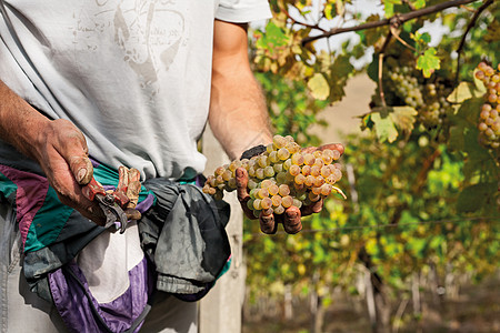 手葡萄葡萄采摘器展示了一堆带剪刀的葡萄背景