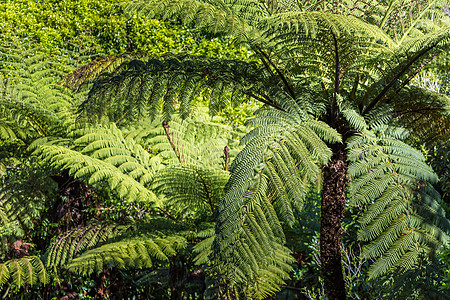 新西兰本地灌木林 Fern树地形魔法情调蕨类阳光童话叶子菝葜异国太阳图片