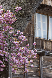 传统和历史古老的日本村庄白川三角形农家房子森林博物馆建筑遗产文化世界建筑学图片