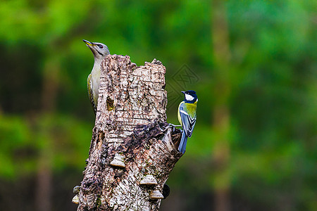 春林中的灰头木猴阳光锤击树冠木头木工冲击男性饲养员啄木鸟野生动物图片
