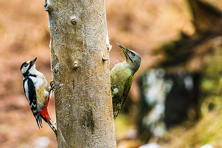 春天森林中的大斑点和灰白头的木鸟树冠水平木头男性啄木鸟木工野生动物灰色饲养员锤击图片