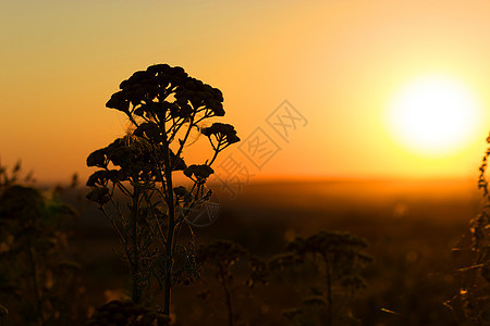 棉花草日落射线蓝色橙子种子场地啤酒花朵太阳季节沼泽图片