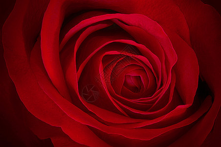 红玫瑰花园婚礼花束花朵庆典植物群花瓣纪念日叶子假期图片