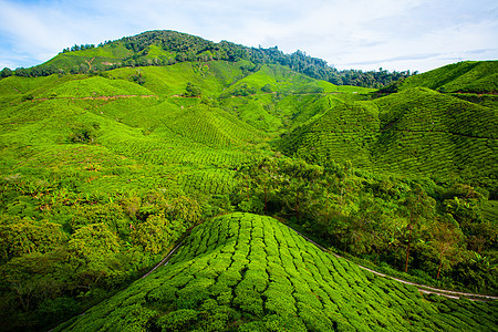 马来西的茶园栽培草地全景农业农田晴天森林热带植物群天空图片