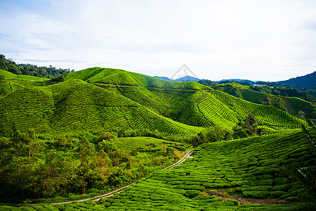 马来西的茶园农场热带天空农业栽培植物群农田草地森林花园图片