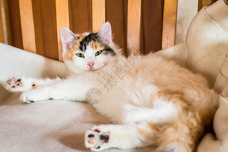 一只坐在木椅子上的猫动物水平猫科动物白色长椅头发猫咪红色眼睛宠物背景图片
