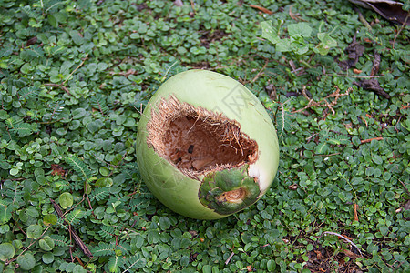 咬牙咬牙的小椰子情调凹痕棕榈饮食果汁地面水果可可农场热带图片