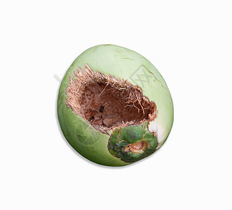 咬牙咬牙的小椰子凹痕棕榈情调饮食农业热带可可水果果汁异国图片