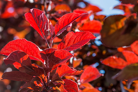 红叶与阳光背景蓝色叶子橙子季节性森林天空环境季节植物群图片