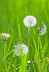 特写 dandelion花朵宏观蓝花太阳区系蓝色飞行生活场景运动图片