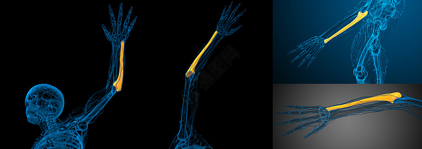 3d 提供人体骨骼的医学插图解剖学肱骨半径医疗手臂科学身体图片