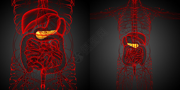 胆道镜3d 医疗证明板条的插图胰脏膀胱渲染3d胰腺胆囊胆道器官背景