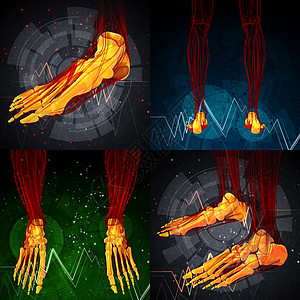 3d 提供足骨的医疗说明3d腓骨灰色胫骨渲染骨头脚趾骨骼图片