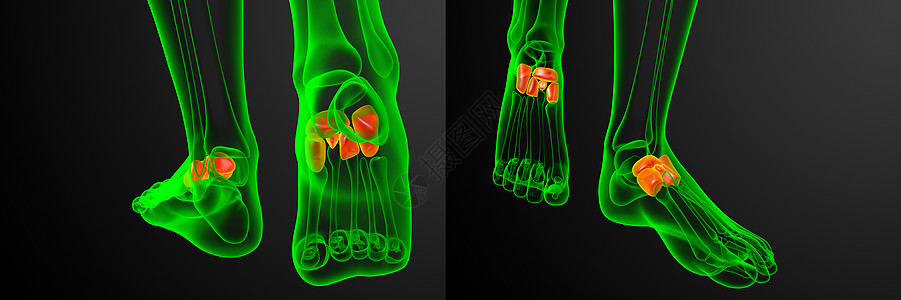 3d 提供医学上对中脚骨的插图医疗楔形指骨跖骨舟状渲染文字骨骼长方体3d图片
