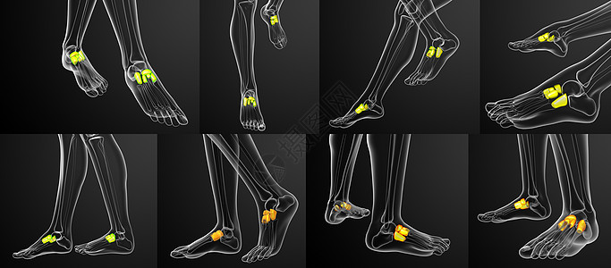 3d 提供医学上对中脚骨的插图3d舟状指骨渲染跗骨医疗长方体骨骼楔形文字图片