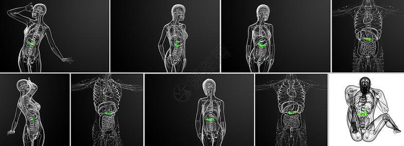 3 d 提供胆浆和胰腺的医学插图器官膀胱医疗胆囊胆道胰脏渲染3d图片