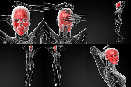 3D 头骨的插图颅骨渲染生理鼻音3d死亡教育筛骨枕骨科学图片