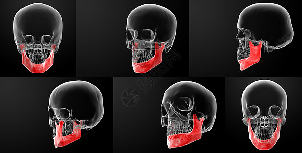 人类骨骼上半半部的3D变异图片