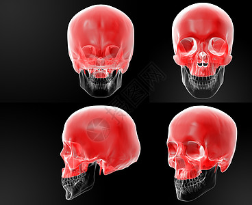 3D 人类骨骼上半部图片