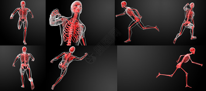 3d 通过X射线进行人体解剖图片