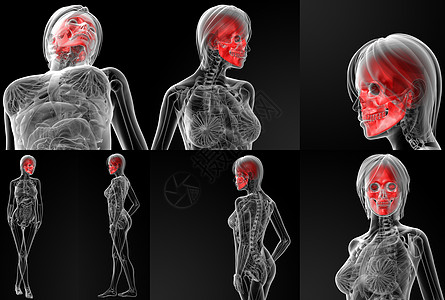 3D 头骨的插图科学生活蝶骨3d死亡渲染下颌上颌骨枕骨身体图片