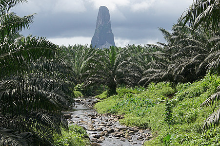 非洲圣多美 高格兰德生境森林树木全景热带植被风景环境地标目的地图片