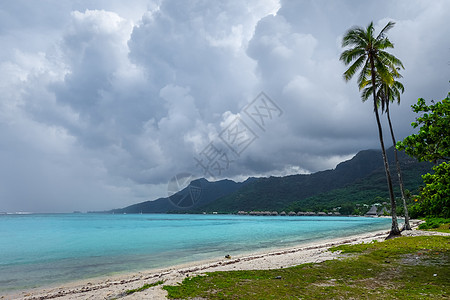 摩拉岛Temae海滩棕榈树海岸热带情调海岸线天堂环礁支撑蓝色椰子群岛图片