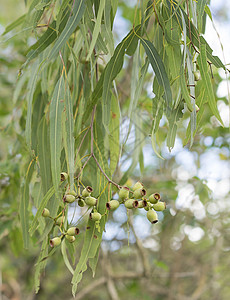 澳大利亚口香糖树叶和橡果图片