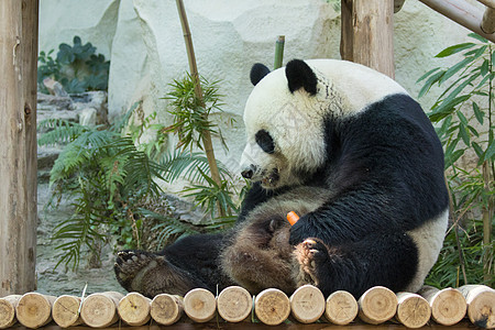 大自然背景的熊猫图像 野兽毛皮森林动物园动物吉祥物竹子树木野生动物旅游荒野图片