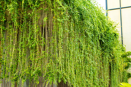 混凝土白色背景上有叶子的绿色花园石头风格海报墙纸植物框架树叶建筑学材料图片