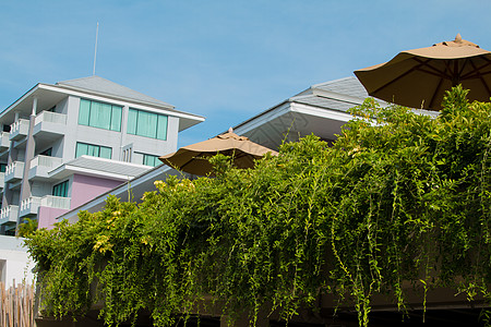 混凝土白色背景上有叶子的绿色树叶建筑学花园风格石头材料装饰藤蔓植物框架图片