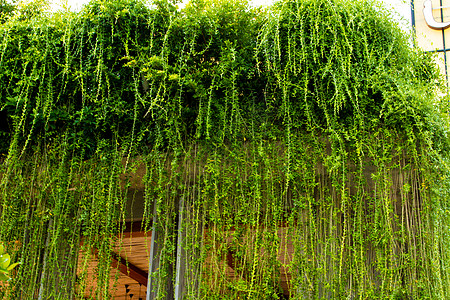 混凝土白色背景上有叶子的绿色建筑学水泥植物装饰墙纸藤蔓爬行者石头框架雏菊图片