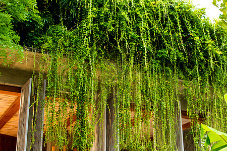 混凝土白色背景上有叶子的绿色树叶石头建筑学材料风格水泥装饰框架植物爬行者图片
