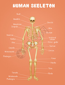 人体图人类骨骼图解剖学学习科学关节生理图表药品身体骨头方案背景