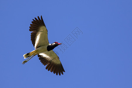 鸟儿在天空中飞翔的图像 野兽 红瓶子记号蓝色飞行荒野自由涉水民众团体翅膀鸟类图片