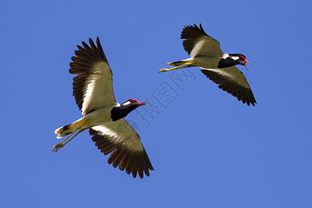 鸟儿在天空中飞翔的图像 野兽 红瓶子民众鸟类荒野自由涉水蓝色翅膀记号团体飞行图片