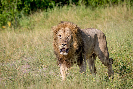 大雄狮在高草地上行走豹属猫科生物环境男性哺乳动物猎人大猫国王濒危图片