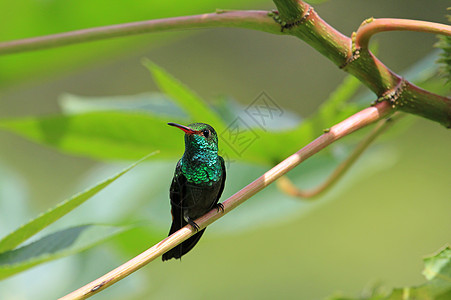 蜂鸟卡尼维特的翡翠 氯硅罐尾藤 坐在一个分支上 尼加拉瓜野生动物账单森林棕尾花蜜运河羽毛航班荒野动物图片