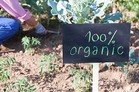 有机植物园生长生物植物蔬菜市场安全多样性标准手套食物图片