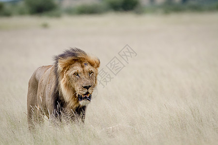 大雄狮站在高草地上国王哺乳动物大草原狮子野生动物猎人旅行危险动物丛林图片