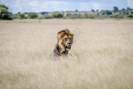 大雄狮站在高草地上领导者动物狮子丛林毛皮野生动物国王濒危猫科鬃毛图片