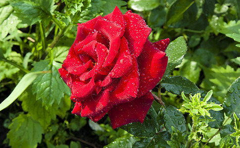 红玫瑰 降下雨滴 缩小重点领域魔法美丽植物群周年生日雨滴浪漫纪念日水分礼物图片