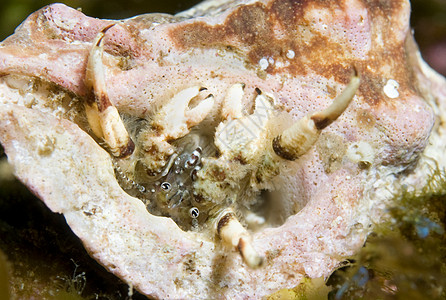 蟹贝壳动物天线岛屿螃蟹甲壳隐藏潜水触角海洋图片