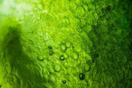 显微镜下的黄瓜生物学摄影宏观图层实验室团体细胞种子蔬菜插图图片