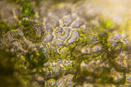 显微镜下的黄瓜细胞实验室生物摄影生物学植物种子食物插图团体图片