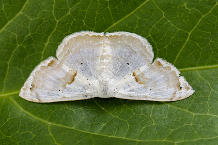 绿叶上的蝴蝶Moth图像荒野脊椎动物昆虫昆虫学孔雀皇帝动物野生动物树叶动物群图片