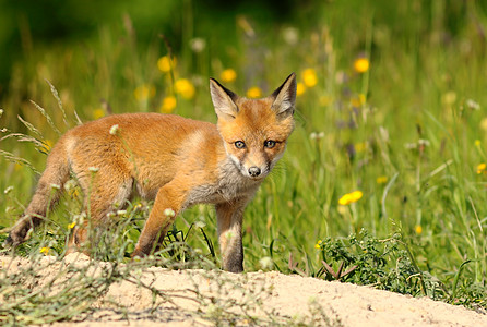 好奇的年轻红狐狸图片